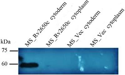 Prophage Gene Rv2650c Enhances Intracellular Survival of Mycobacterium smegmatis
